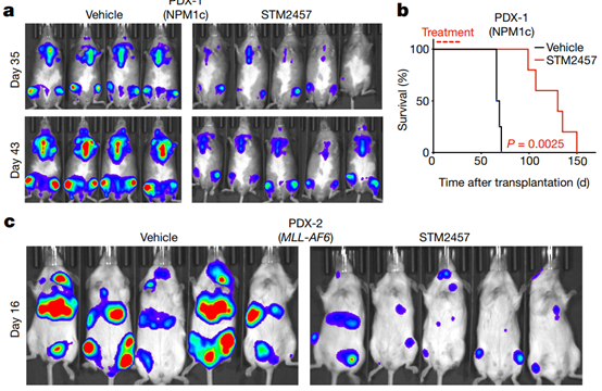 STM2457 prevents the expansion of AML and reduces the number of leukemia-critical stem cells in the body-1